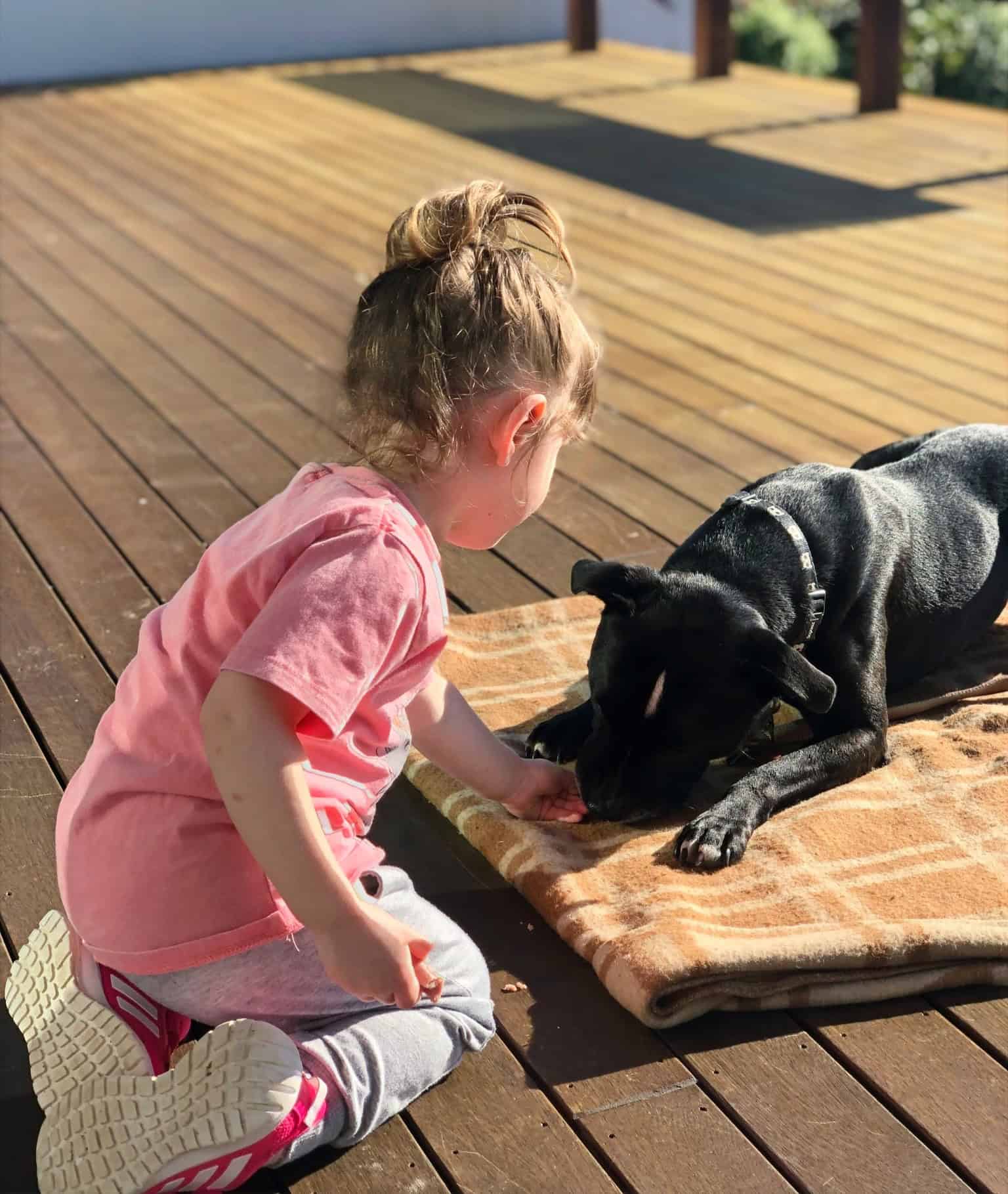 Bright_Dogs_Header_Gallery_4