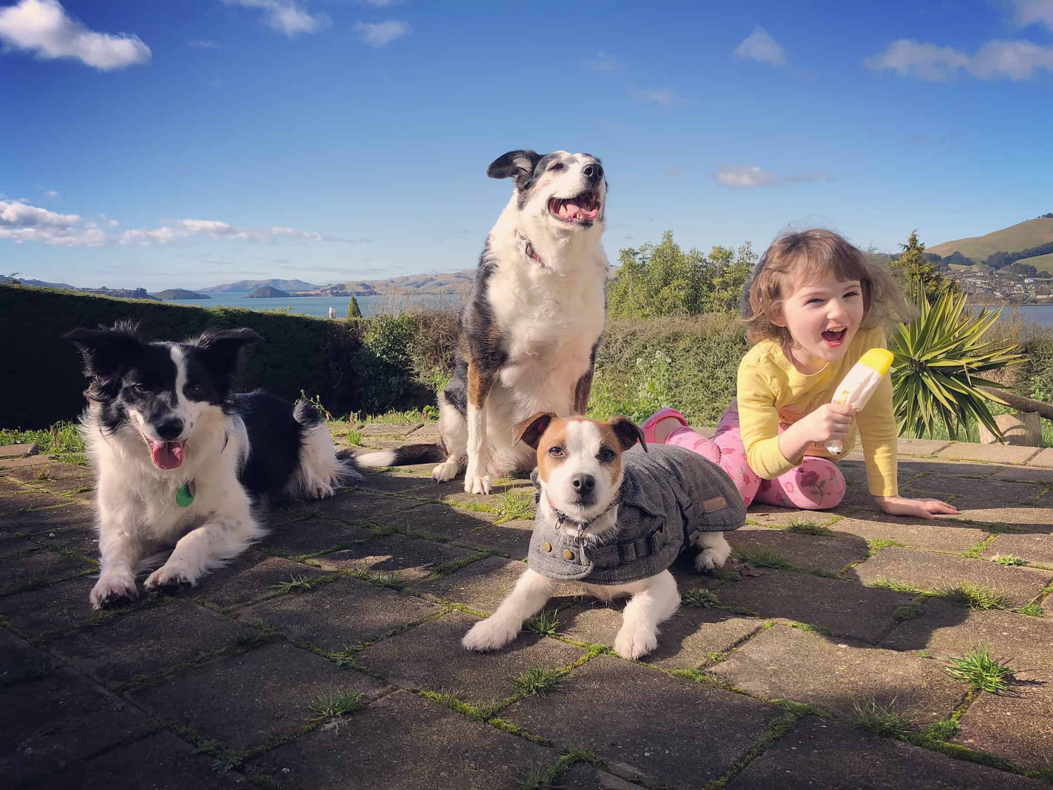 Bright_Dogs_Header_Gallery_6