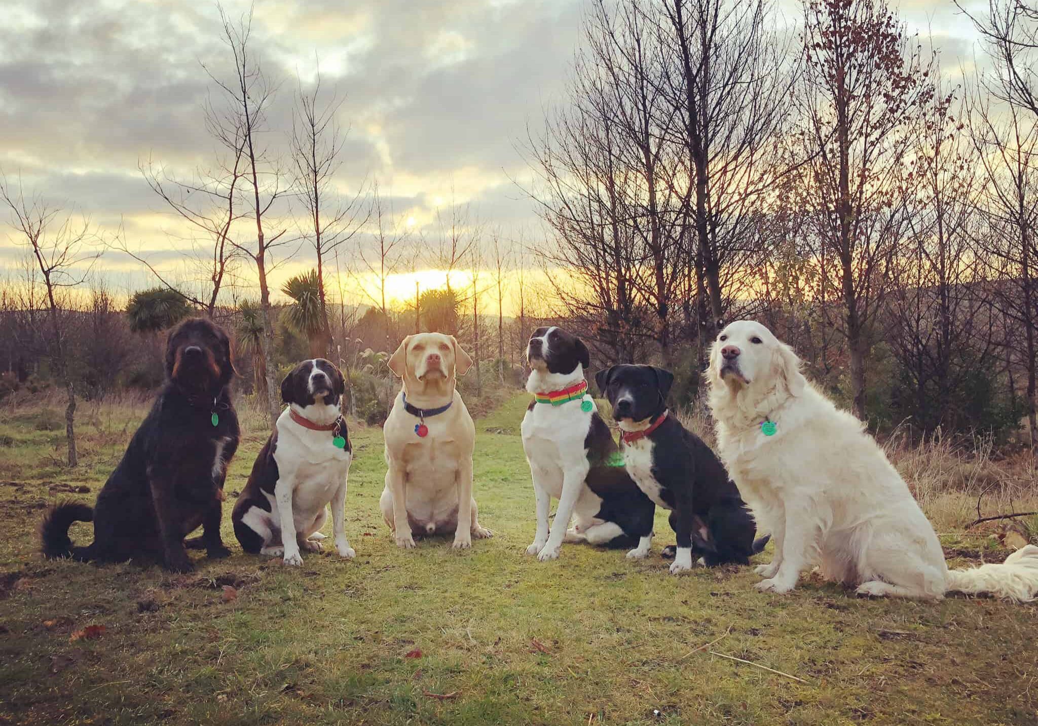 Bright_Dogs_Header_Image