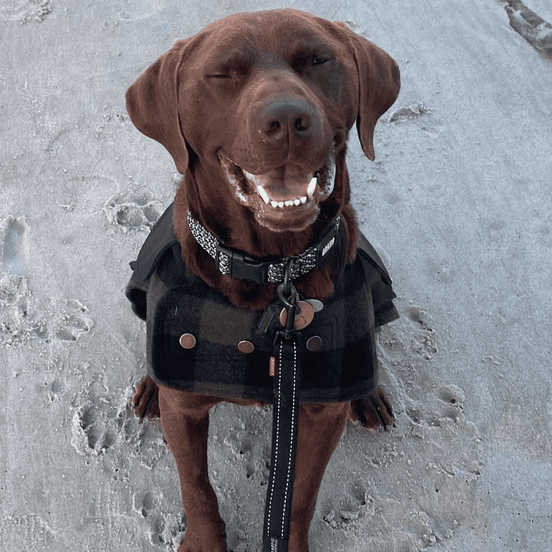 Bright_Dogs_Reviews_1